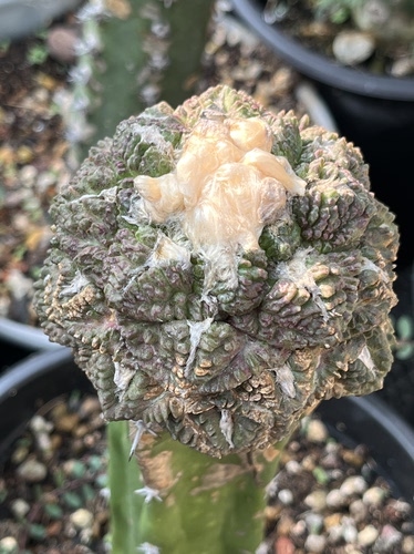 志贺龟甲 牡丹精品开花仙人球