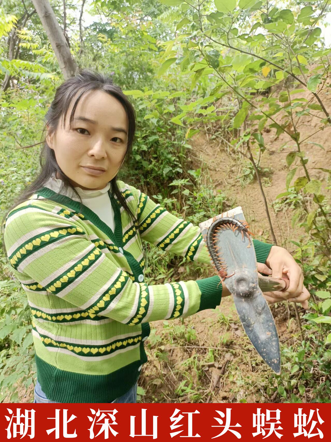 蜈蚣干中药材2025年新货大蜈蚣干中药蜈公吴公深山湖北红头蜈蚣干