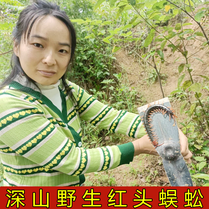 蜈蚣干中药材2025年新货大蜈蚣干中药蜈公吴公无硫湖北红头蜈蚣干