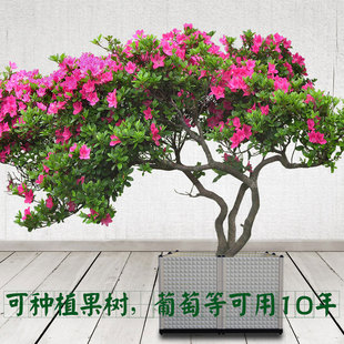 特大种果树葡萄竹子发财树深花盆户外庭院露台花箱花槽种树种植箱