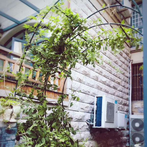 月季拱门花架爬藤架爬藤植物蔷薇