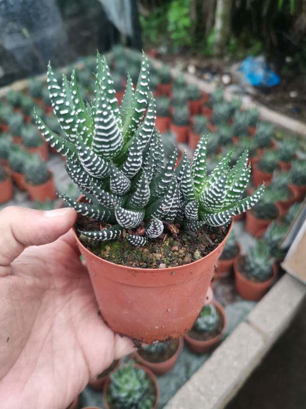 鹰爪多头小老桩硬叶条纹十二卷属稀有品种办公电脑桌面5星摆件