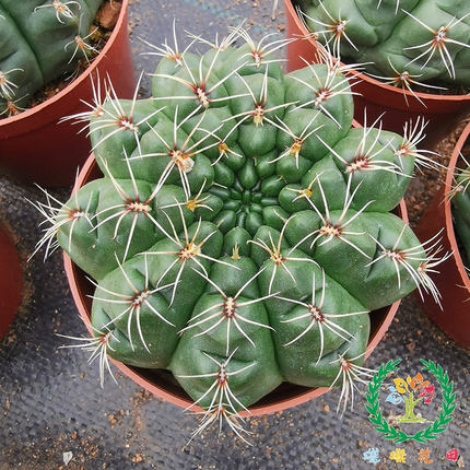 实生绯花玉仙人球开花盆栽多肉植物电脑桌面防辐射吸甲醛 5星摆件