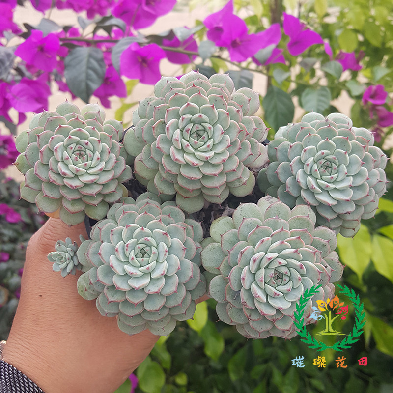 蓝姬莲多头老桩多肉植物办公室电脑桌面精品盆栽防辐射吸甲醛绿植