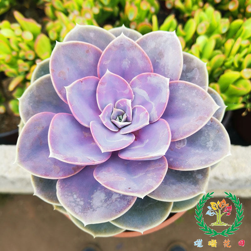 红心莲老桩大型多肉植物紫珍珠办公电脑桌面超养眼易养盆栽