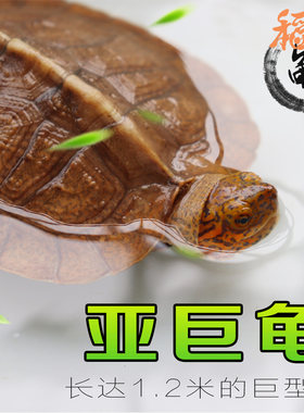 稻爬亚巨亚洲龟半水龟
