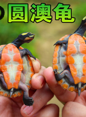 稻爬深水吃鱼粪圆澳圆奥龟活体