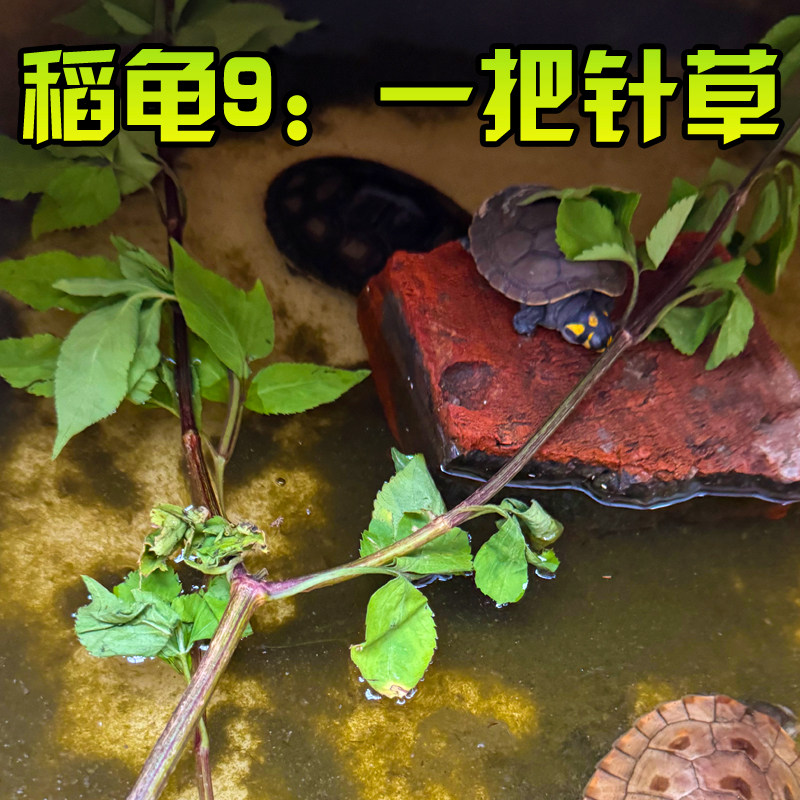 新鲜鬼针草农家现采三叶四方杆龙眼叶五色梅乌龟用一包针腐皮白眼图片