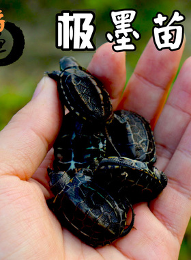 纯种墨龟苗全黑小乌龟黑腹外塘中华草龟活体深水观赏宠物顶墨活物