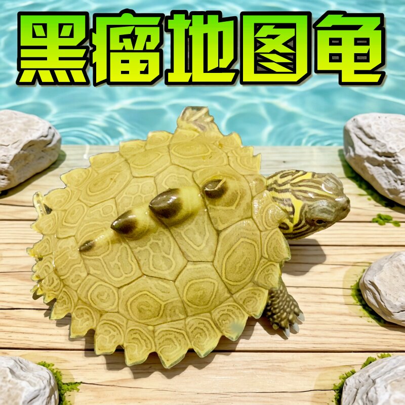 密西西比地图乌龟苗活物小宠物龟家养龟外塘观赏深水火焰吃鱼粪龟