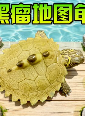 密西西比地图乌龟苗活物小宠物龟家养龟外塘观赏深水火焰吃鱼粪龟