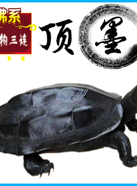 纯种墨龟苗全黑小乌龟黑腹外塘中华草龟活体深水观赏宠物顶墨活物