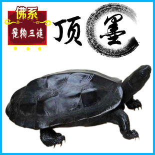 纯种墨龟苗全黑小乌龟黑腹外塘中华草龟活体深水观赏宠物顶墨活物