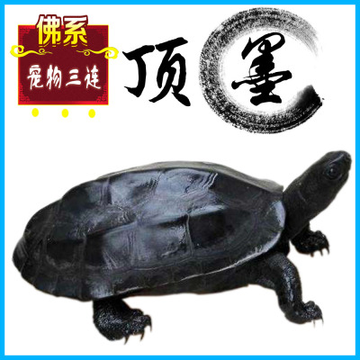 纯种墨龟苗全黑小乌龟黑腹外塘中华草龟活体深水观赏宠物顶墨活物
