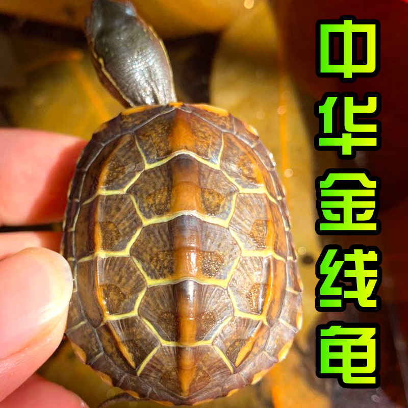纯种墨龟苗全黑小乌龟黑腹外塘中华草龟活体深水观赏宠物顶墨活物,宠物/宠物食品及用品,龟/鳖,淘宝优惠券,粉丝福利购,淘宝优惠卷