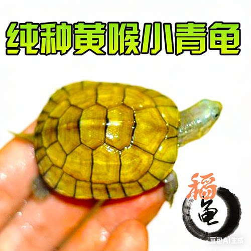 小青皖南龟黄喉拟水乌龟活物南石金钱龟苗观赏纯种活体缘三黄活体