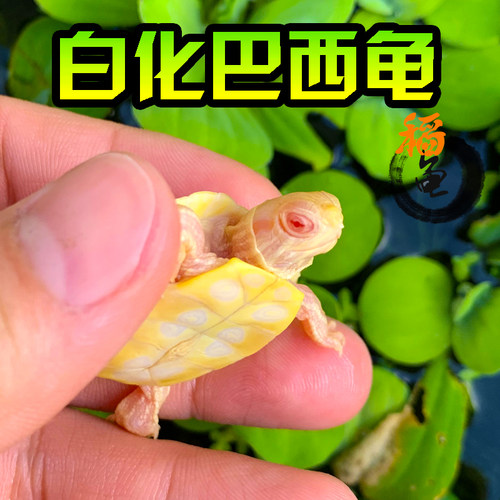 白化巴西龟网红风水变异龟观赏风水长寿鱼缸深水黑巴西龟黄金红眼