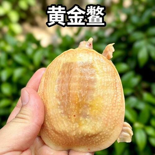 黄金鳖黄金甲鱼黄化白化变异水鱼龟宠物观赏鱼缸粉雪活体活物吃粪