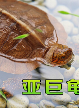 亚洲巨型龟亚巨乌龟观赏种龟苗草龟大型素食吃蔬菜水果半水龟宠物
