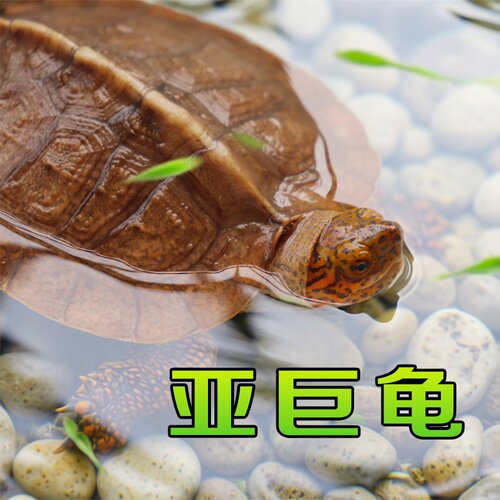 亚洲巨型草龟苗子观赏宠物