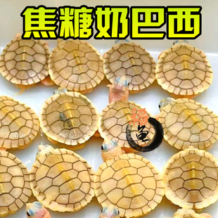 焦糖果冻巴西龟外塘冷水雪粉长寿网红宠物观赏白化变异乌龟活物体