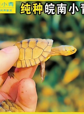 小青皖南龟黄喉拟水乌龟活物南石金钱龟苗观赏纯种活体缘三黄活体