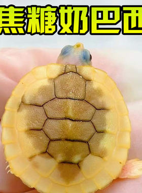 焦糖果冻巴西龟外塘冷水雪粉长寿网红宠物观赏白化变异乌龟活物体