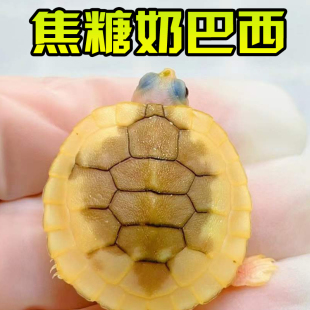 焦糖果冻巴西龟外塘冷水雪粉长寿网红宠物观赏白化变异乌龟活物体