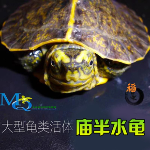 亚洲巨型龟庙乌龟苗亚巨素食吃菜龟半水龟黄头庙养龟观赏招财种龟