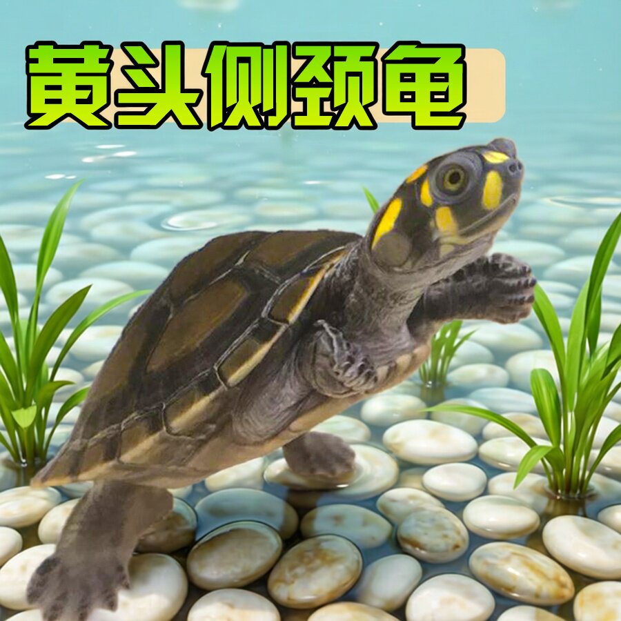 黄头侧颈龟忍者神龟深水鱼缸宠物圆澳侧颈吃鱼粪观赏清洁西非侧颈