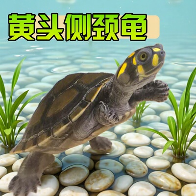 黄头侧颈龟深水鱼缸吃鱼粪观赏