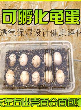 小乌龟蛋可孵化迷你活体宠物墨花龟蛋受精蛋便宜草龟观赏种蛋学生