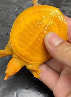 黄金鳖黄金甲鱼黄化白化变异水鱼龟宠物观赏鱼缸粉雪活体活物吃粪