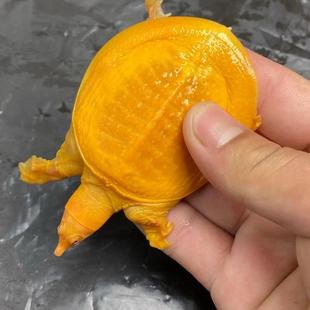 黄金鳖黄金甲鱼黄化白化变异水鱼龟宠物观赏鱼缸粉雪活体活物吃粪