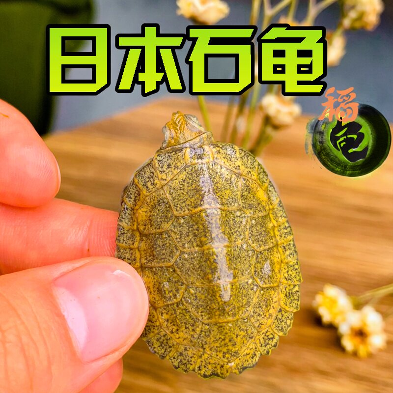 外塘纯种日本石龟苗黑颈杂花草活体日石乌龟活物杂食宠物龟观赏龟