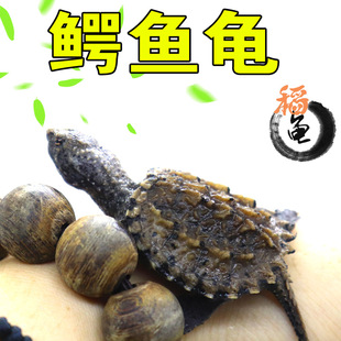鳄龟活体小乌龟活物观赏龟深水龟爆刺杂佛宠物正宗纯佛北美鳄鱼龟