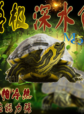 长寿龟黄耳深水吃鱼粪龟