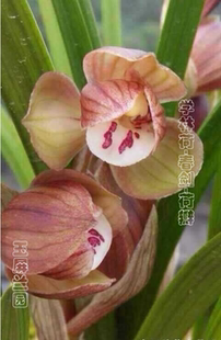 玉屏兰园春剑学林荷兰花兰草红花荷瓣花卉盆栽四川名贵名品绿植