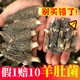 一斤装 羊肚菌干货新鲜干羊肚菌汤包500克 特产级批发 别买错了