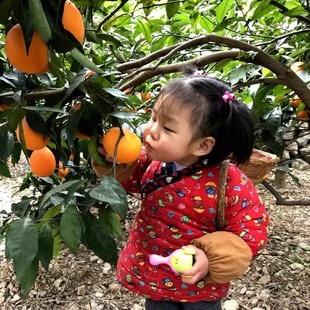 秭归脐橙长虹长红新鲜 采摘果园直发应季水果新鲜水果10斤包邮