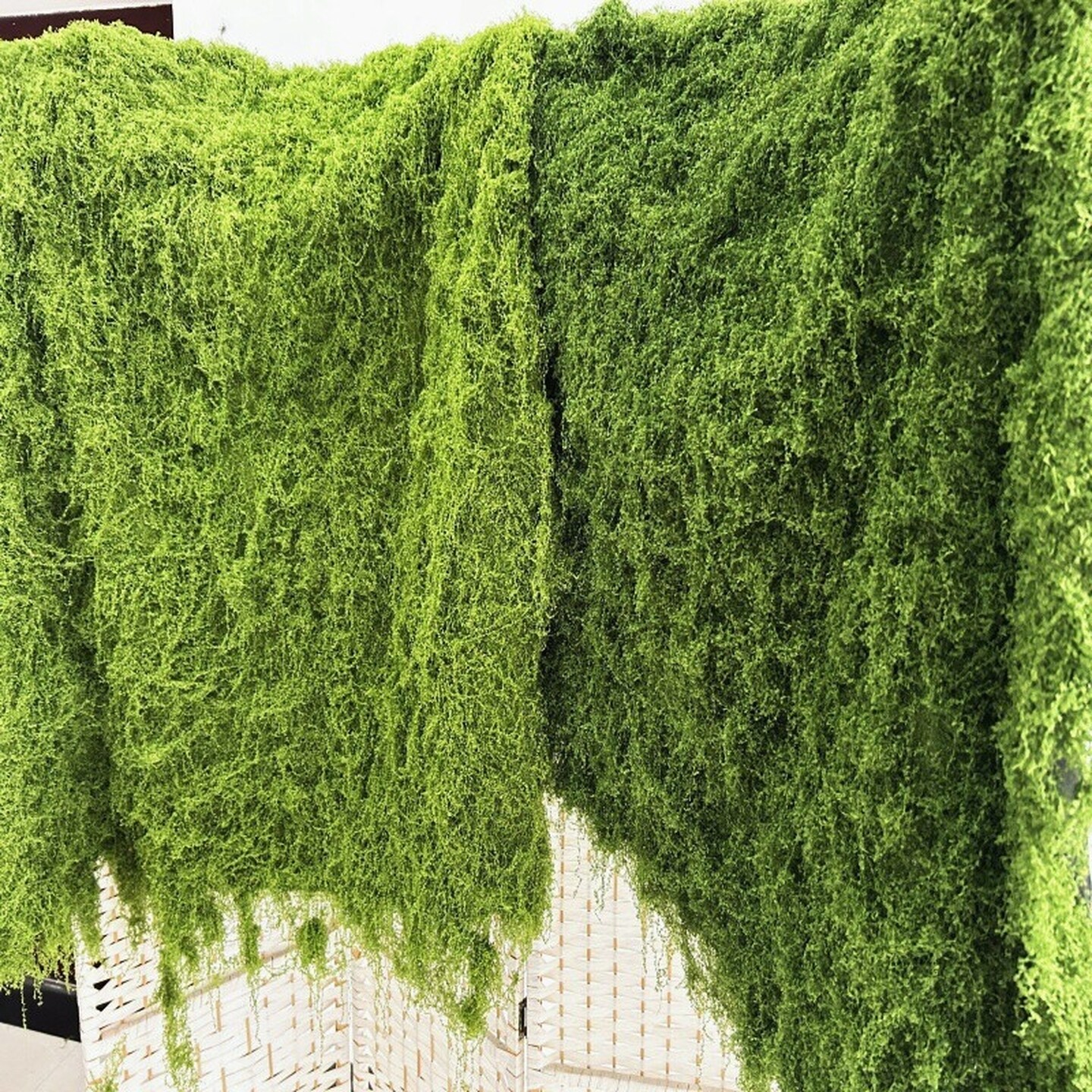 高级仿真苔藓草皮假青苔丝状绿植盆栽人造景微景观花盆表面覆盖物