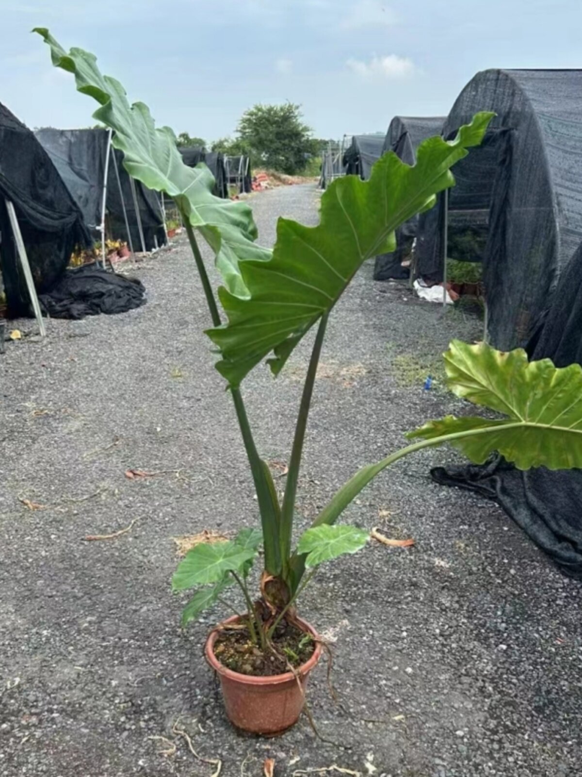 波尔图巨浪海芋大型植物庭院阳台办公室花园盆栽广州供货直发香港