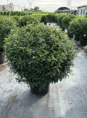 驱蚊清香木球形盆栽阳台庭院植物