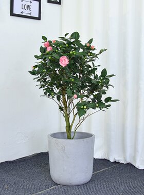 广州供货直发香港阳台茶花大盆栽