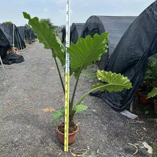 波尔图巨浪海芋大型植物庭院阳台办公室花园盆栽广州供货直发香港