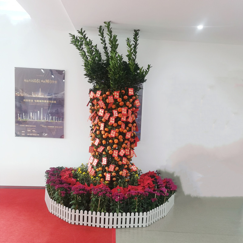 年桔盆栽朱砂桔带果桃花树年宵四季桔子金桔年橘大树广州直发香港,鲜花速递/花卉仿真/绿植园艺,大型绿植/成品组合盆栽,淘宝优惠券,粉丝福利购,淘宝优惠卷