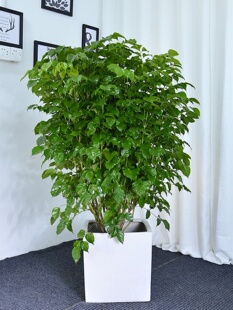 丛生幸福树大盆栽室内客厅办公室四季常青绿宝树广州供货直发香港