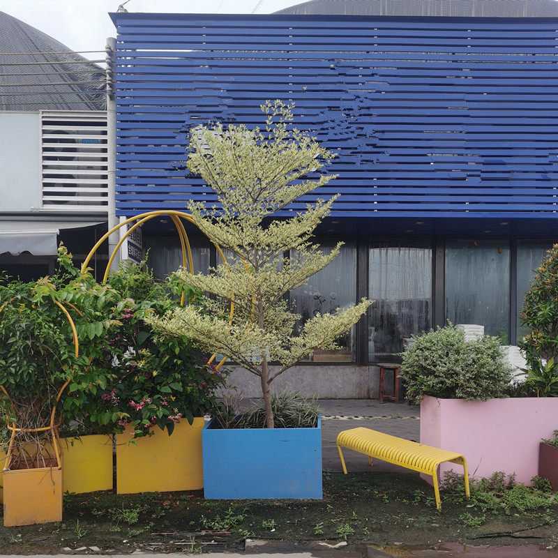 小叶榄仁盆栽阳台花园庭院植物花叶榄仁树造景树广州供货直发香港
