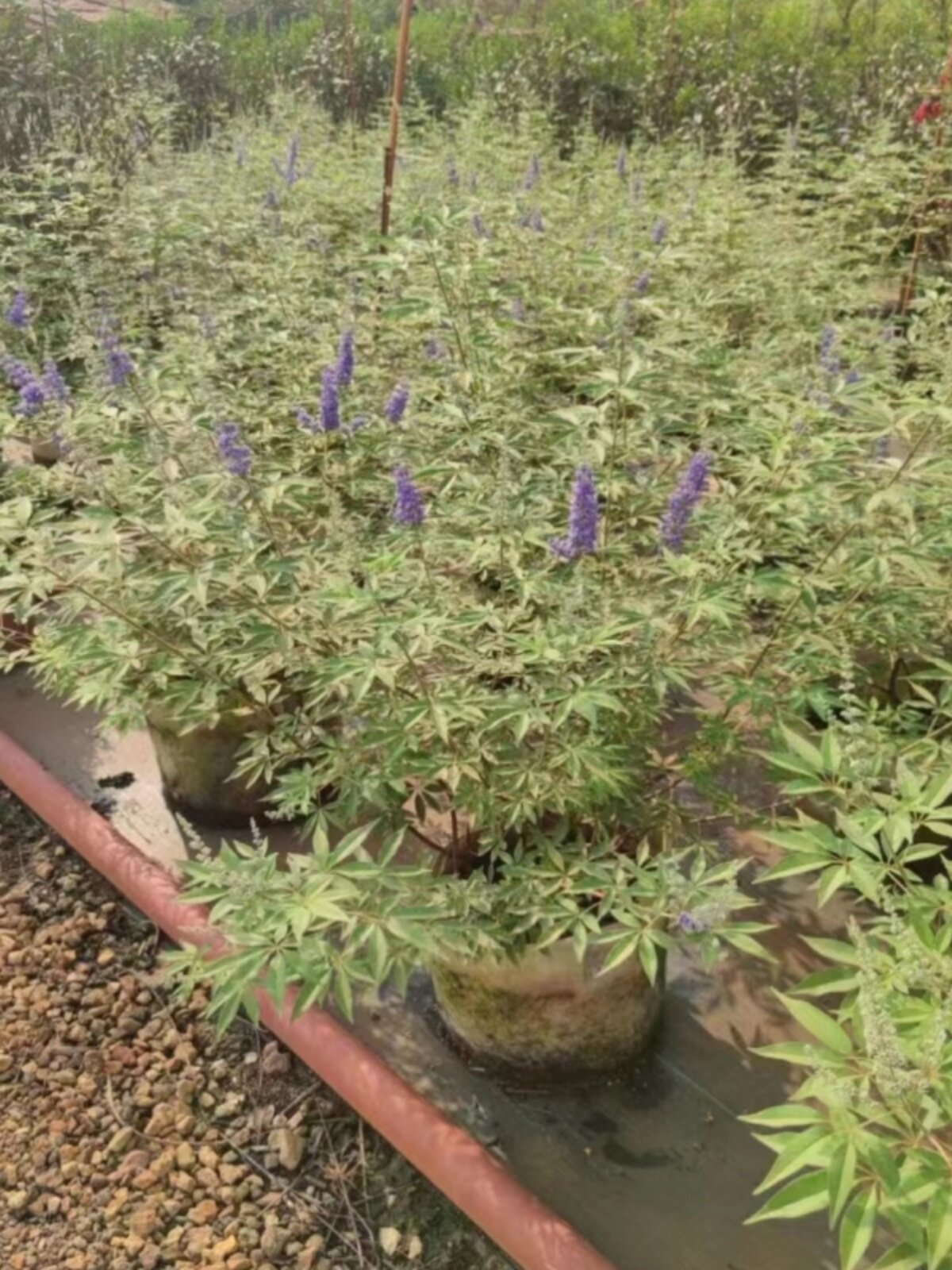 穗花牡荆盆栽绿植庭院花园别墅花境花卉耐热植物广州直发供货香港