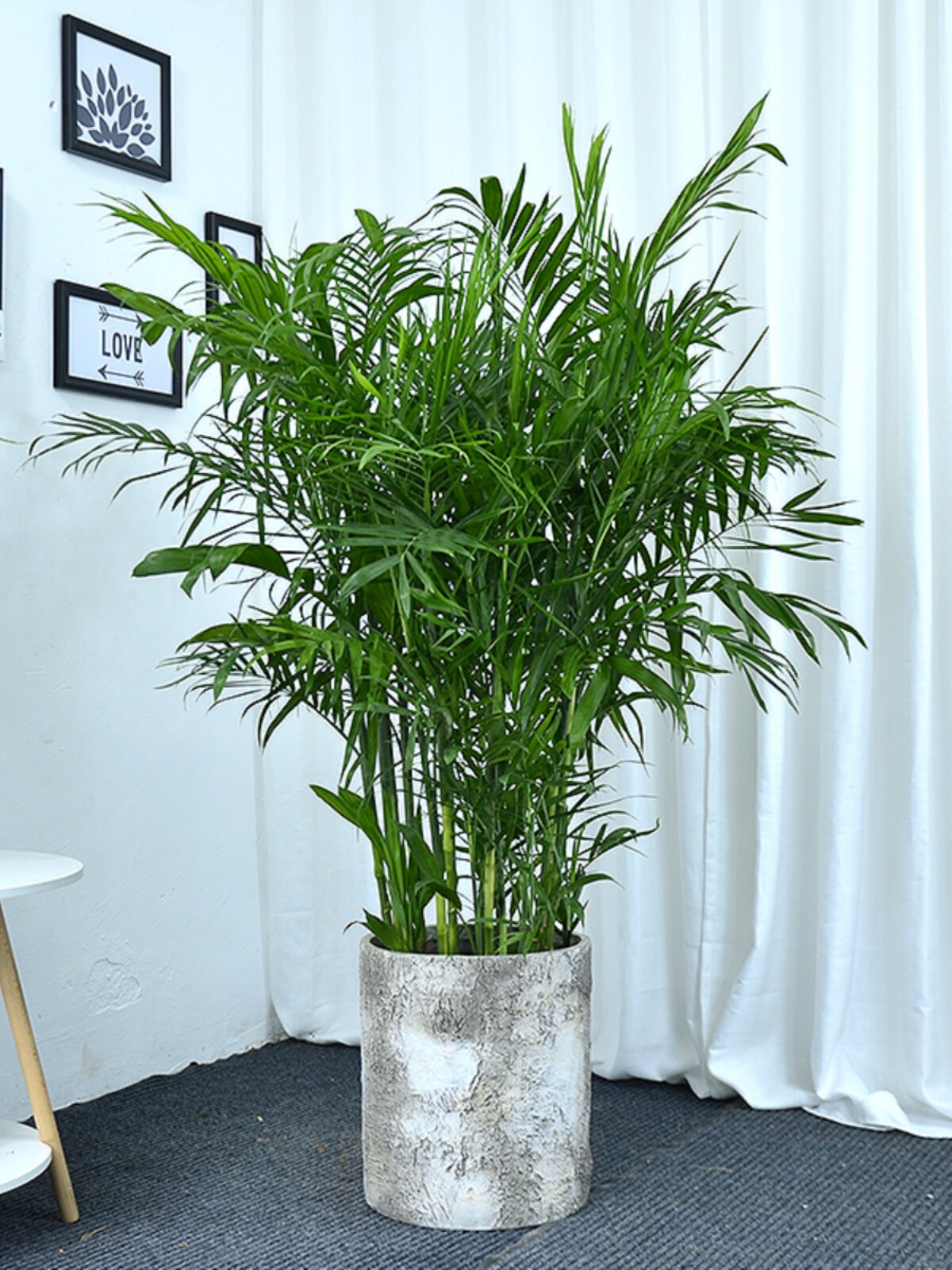 夏威夷竹子盆栽办公室客厅室内易养绿植网红植物广州供货直发香港